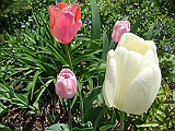 48 Nancy's Garden [2009 May 10]